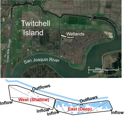 Vegetation vs. Anoxic Controls on Degradation of Plant Litter in a Restored Wetland